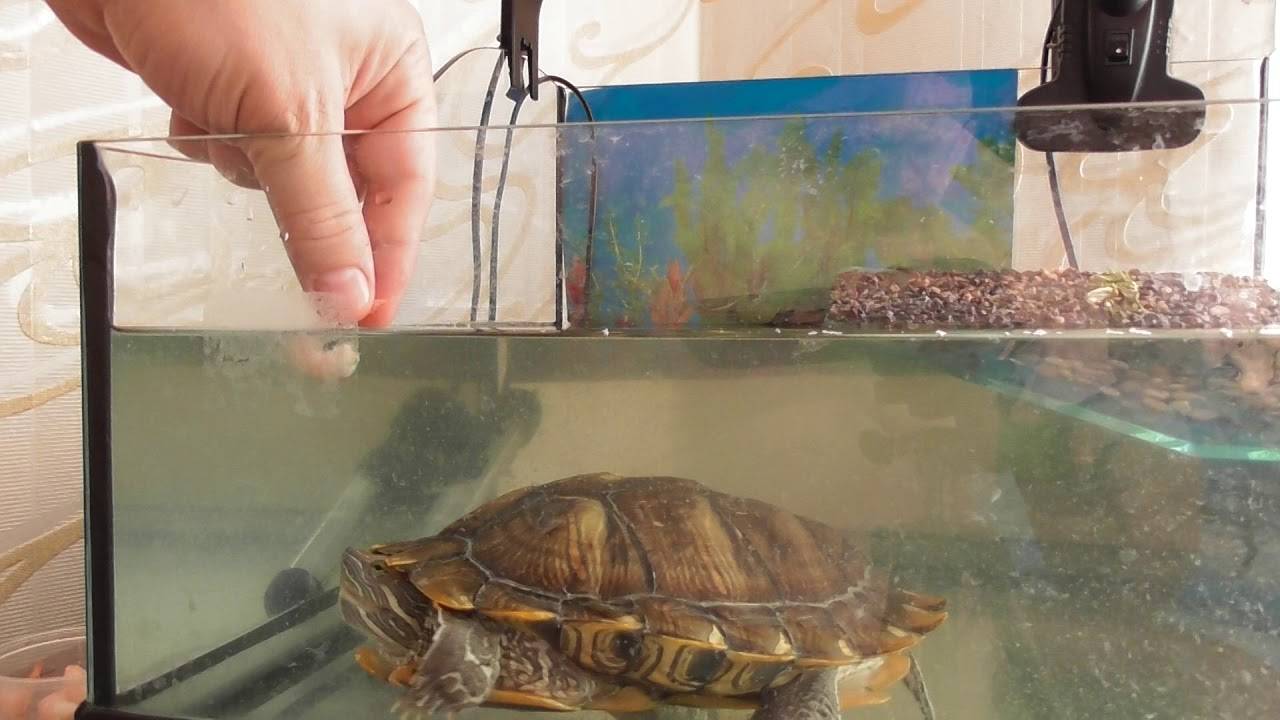 Как правильно нужно купать сухопутную черепаху