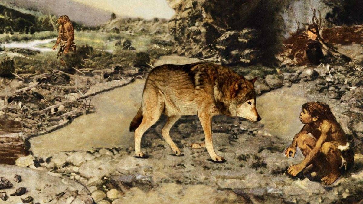 Происхождение и 40 миллионов лет эволюции собак
