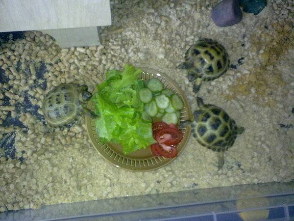 Чем кормить красноухих черепах в домашних условиях