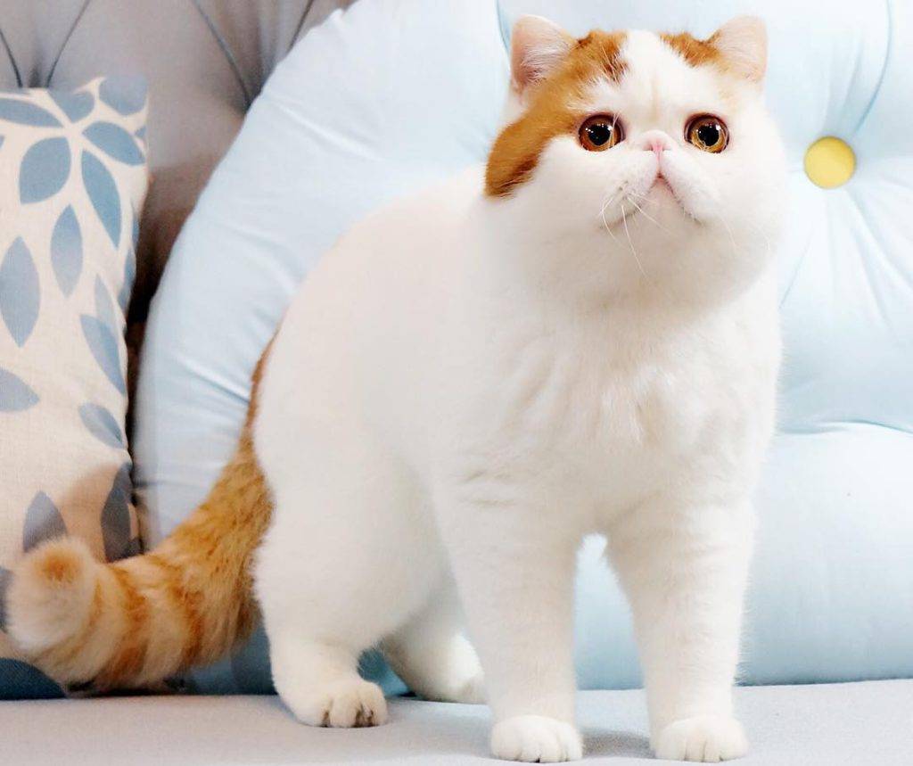 Ласковые кошки: обзор пород и особенности ухода