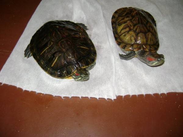 Красноухая черепаха: сколько лет живет, чем кормить черепаху, почему она не ест и какой за ней уход