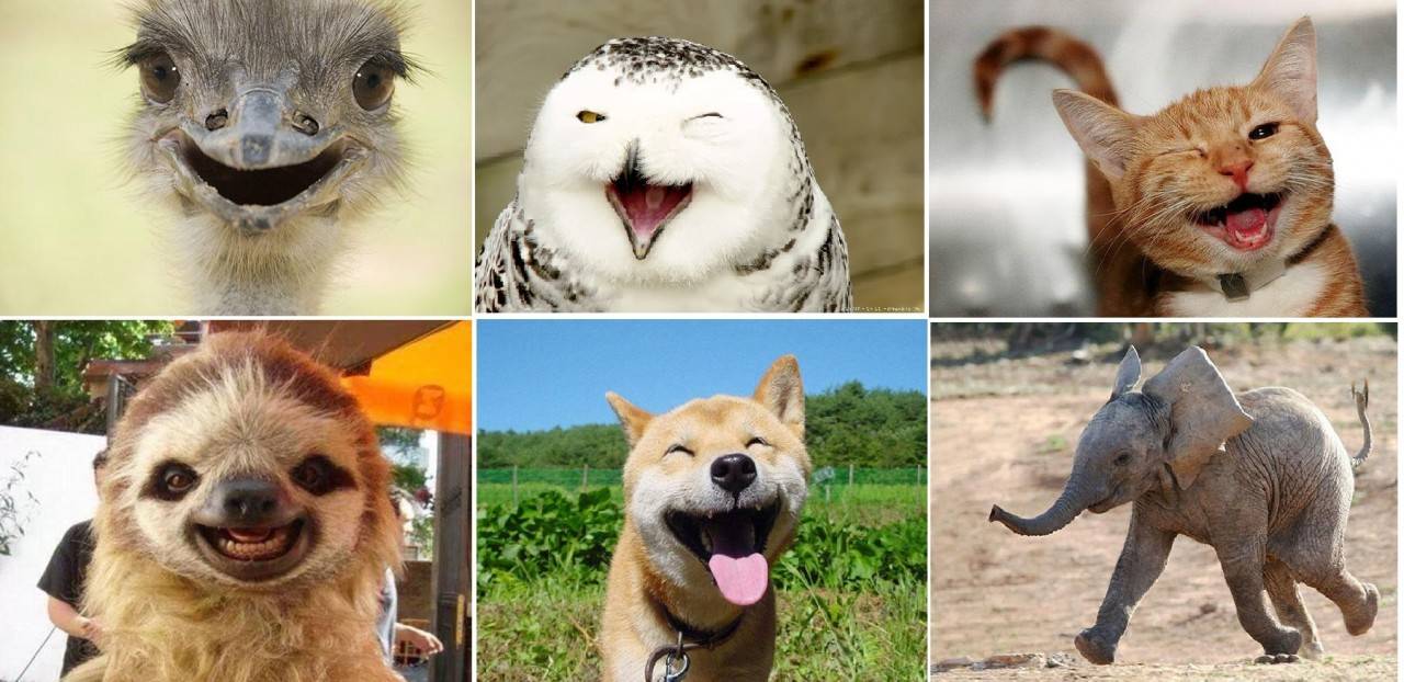 Какие собаки могут улыбаться — сайт эксперта по животным — howmeow