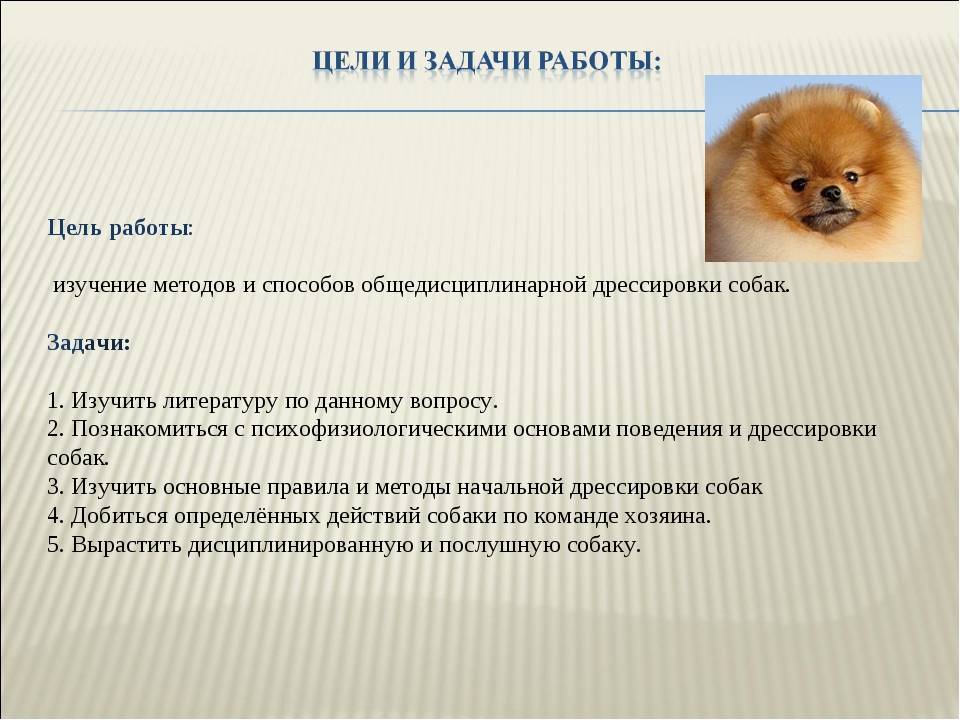 Описание породы померанских шпицев, особенности их характера и стандарты собаки