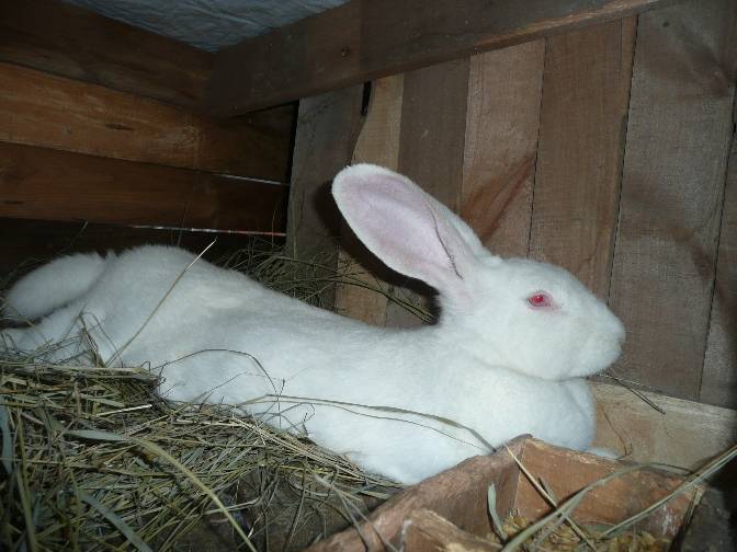 Характеристика кроликов белый великан: особенности ухода за альбиносами