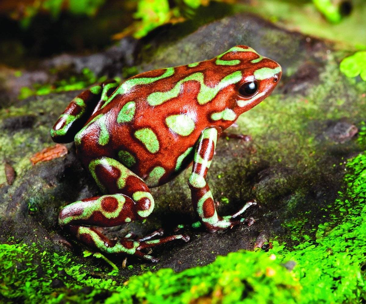 Самые красивые лягушки и жабы в мире и их прекрасные фото