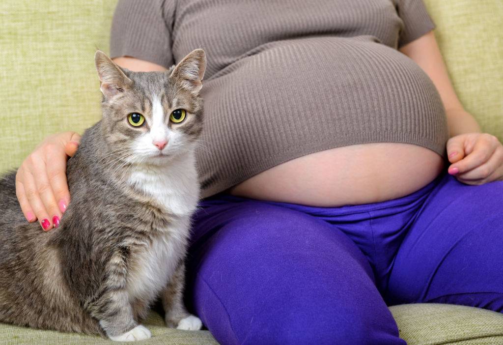 Почему кошка ложится на живот беременных