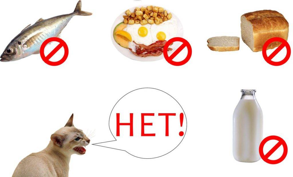 Чем нельзя кормить собаку - вредные продукты