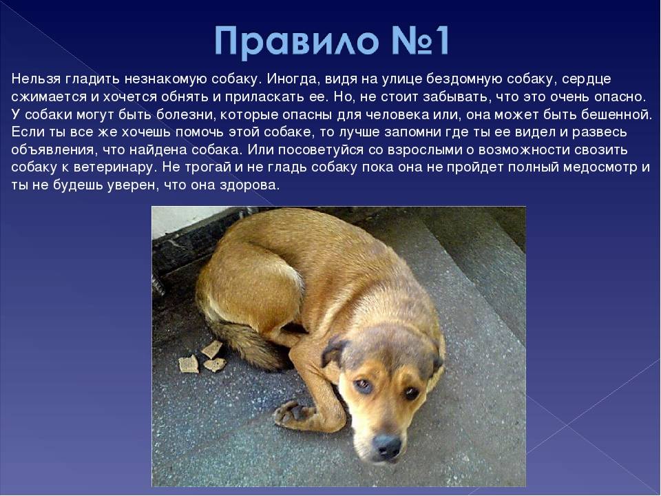 Разрешено ли содержание собаки в доме согласно православным традициям