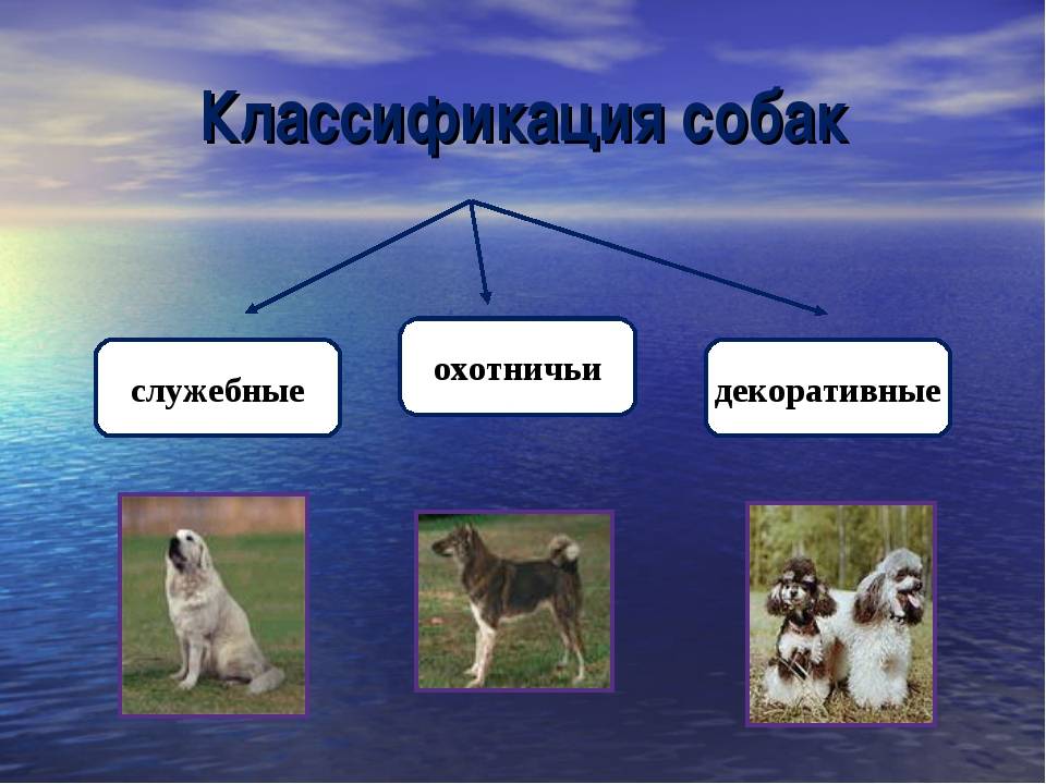 Классификация пород собак. отличия классификации fci и акс.. происхождение собак и их породная классификация