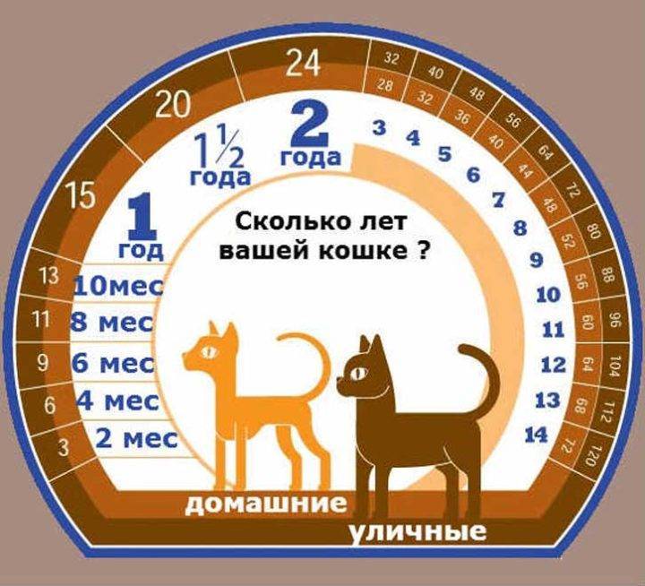 Как посчитать возраст кошки на человеческий, за сколько идет год у кота, как рассчитать самостоятельно - блог о животных - zoo-pet.ru