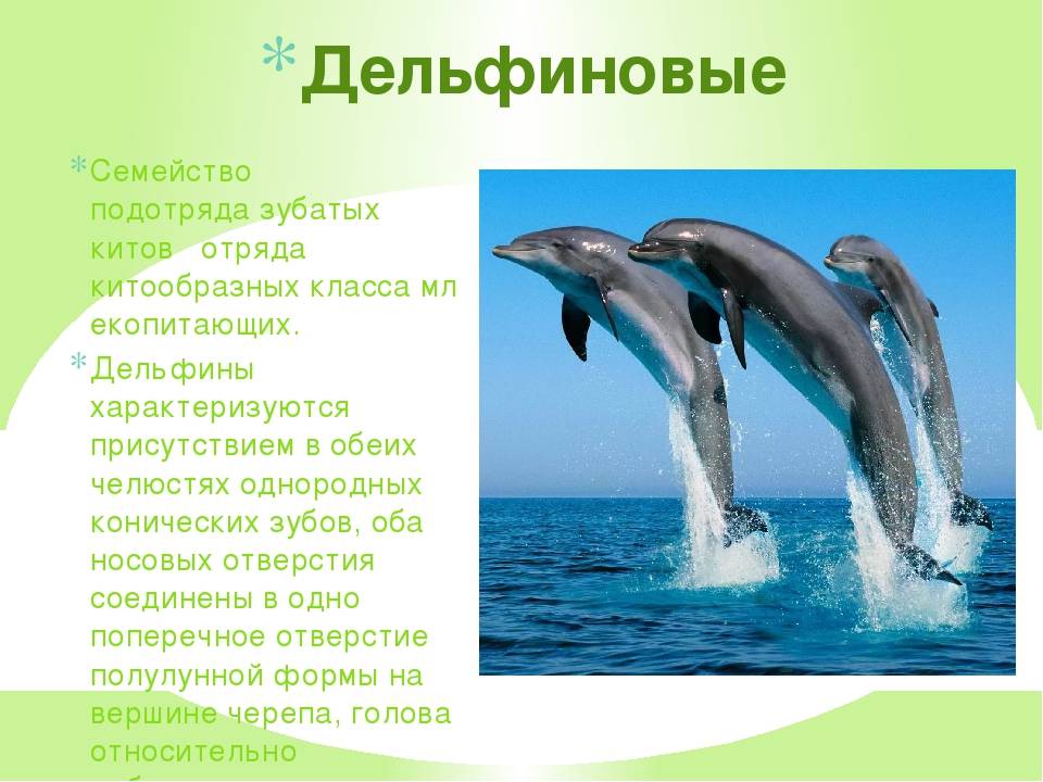 Зубатые киты: особенности, представители подотряда зубатых китов