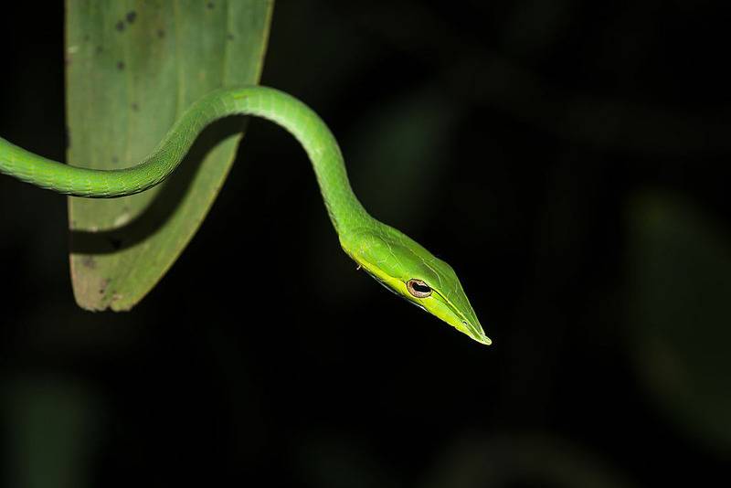 Змеи в таиланде: описание, фото. опасные змеи таиланда : labuda.blog