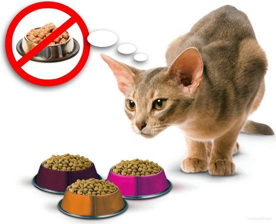 Чем кормить кота: 7 золотых правил кормления