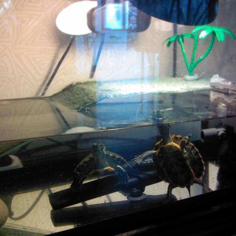 Сколько воды наливать черепахе в аквариум и где брать воду