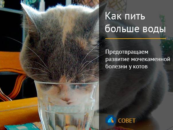 Кошка часто болеет. Мочекаменная болезнь у кота. Водяной кот. Кошачью мочу пьет. Мочекаменная болезнь у котов симптомы.