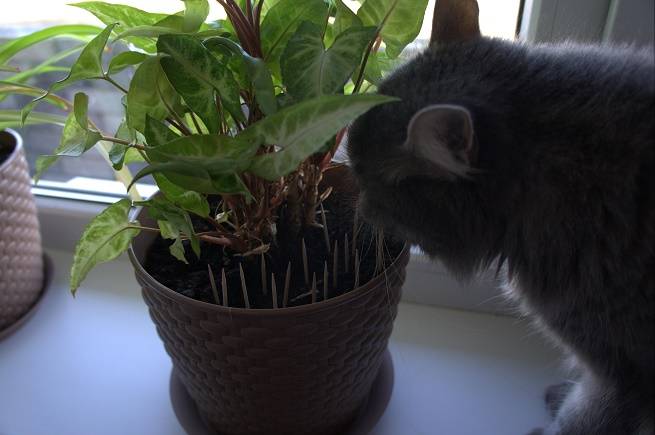 Как отучить кошку есть цветы: способы и рекомендации
