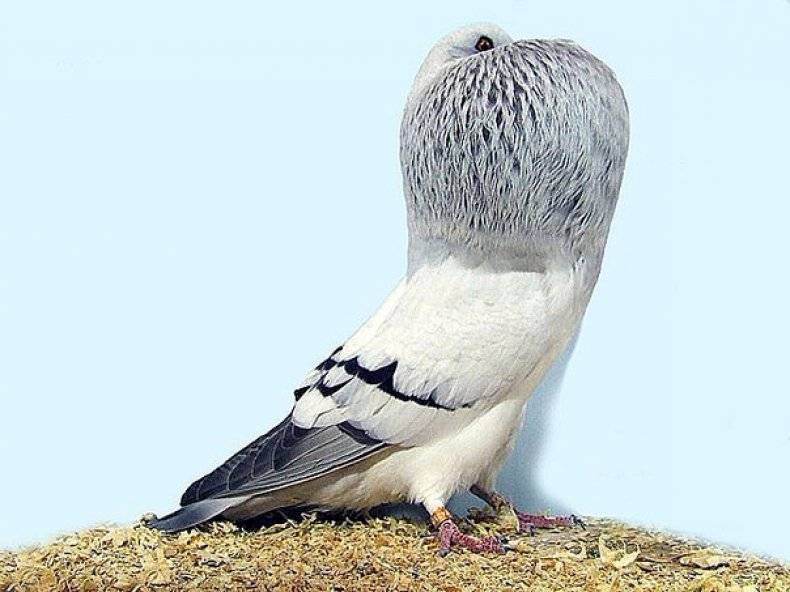 Виды голубей: какие бывают, в чем отличие от породных групп