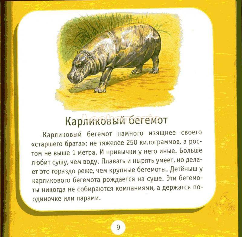 Карликовый бегемот. описание маленького животного