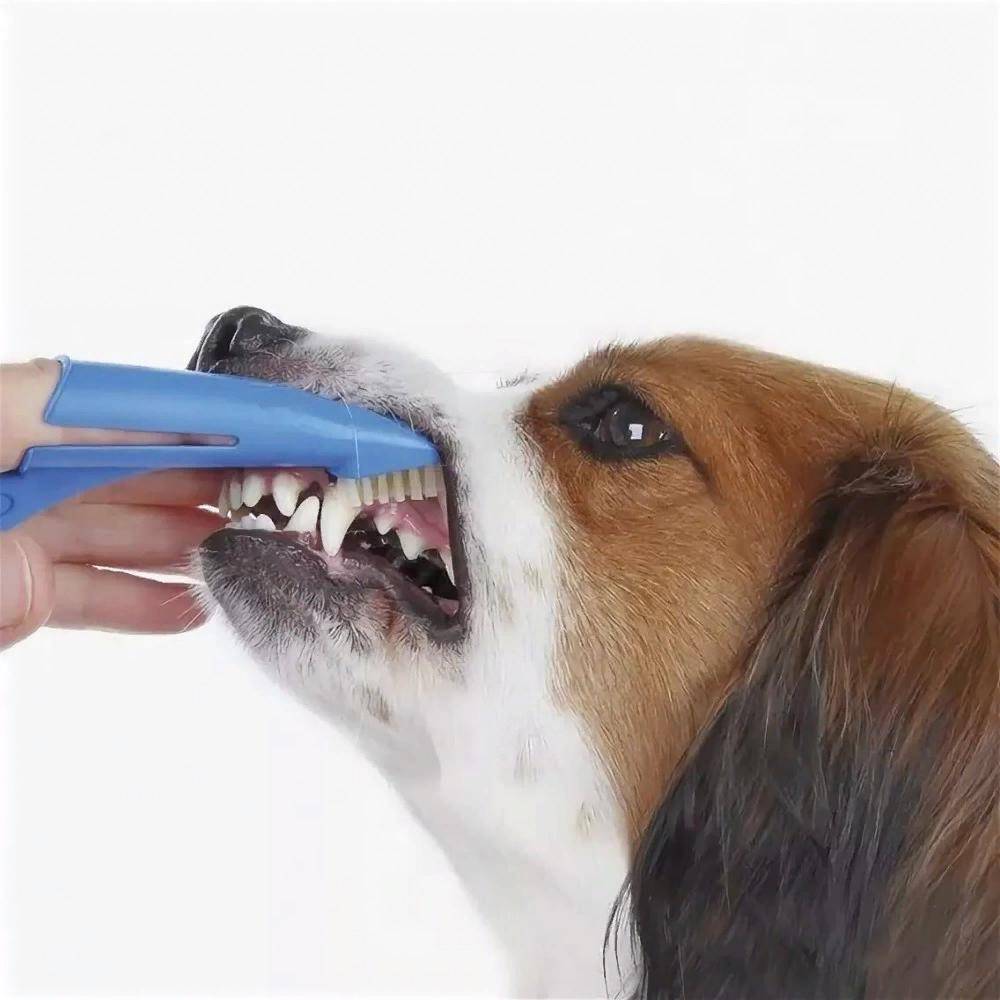 Как чистить зубы собаке: в домашних условиях и ультразвуком