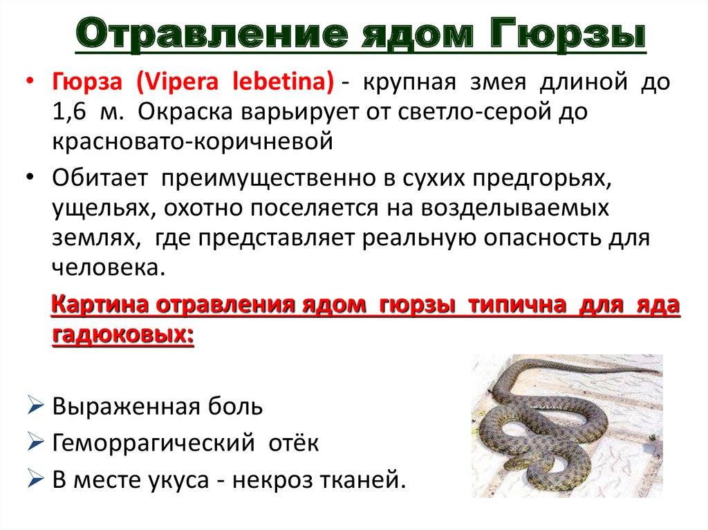 Змеи армении - общая характеристика и виды - armgeo.am
