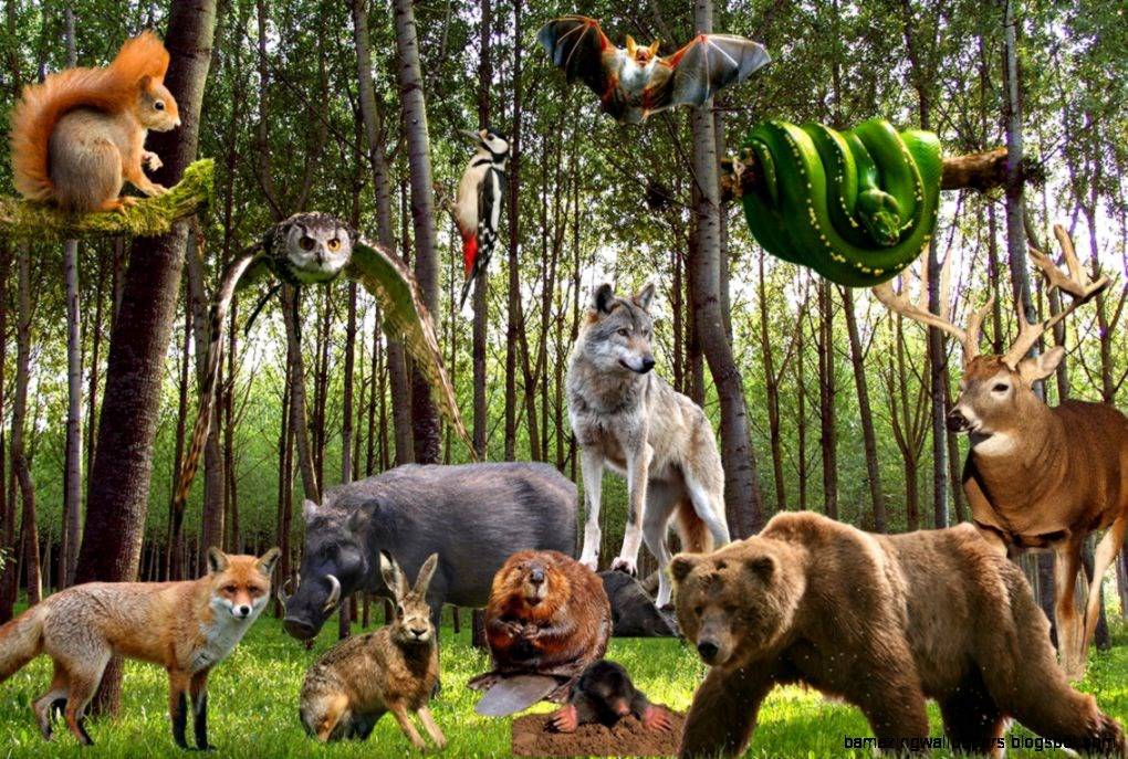 20 животных, которых природа слепила из того, что было