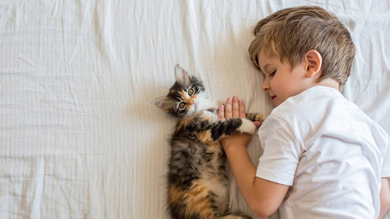 Какую кошку подарить внукам: лучшие породы для детей - gafki.ru