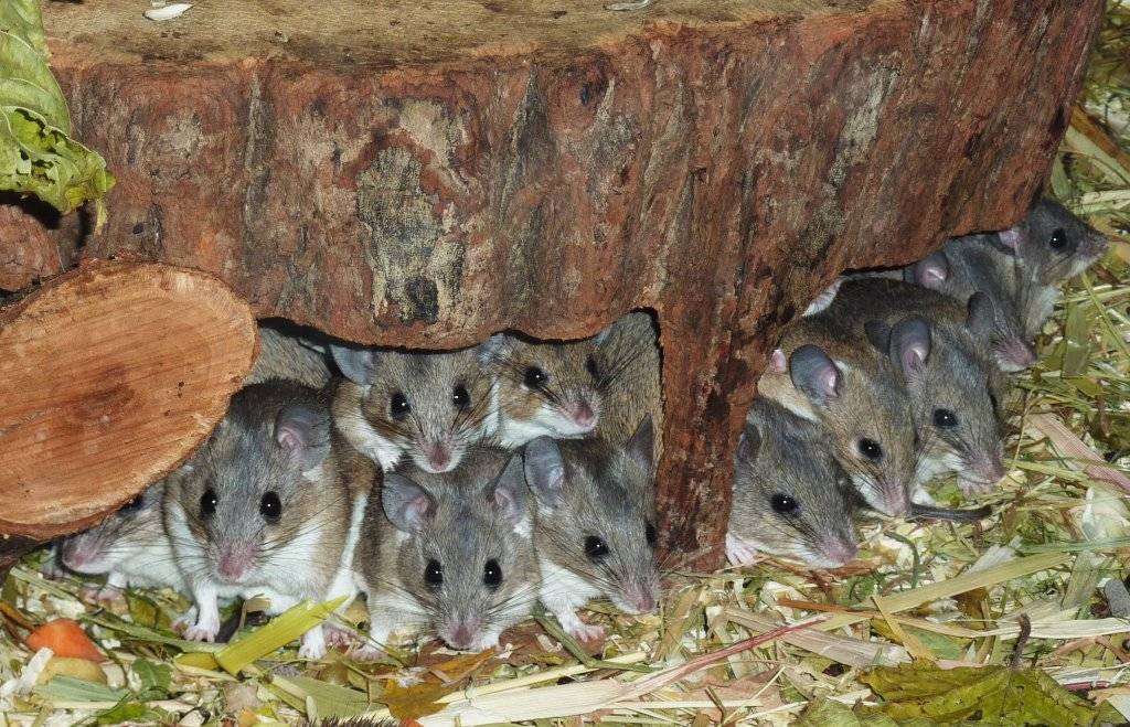 Акомис - иглистая мышь.  мир животных