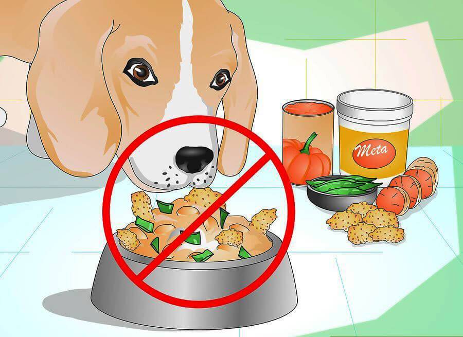 Чем нельзя кормить собаку: 25 самых опасных продуктов