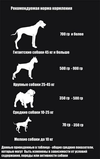 ᐉ когда выгуливать щенка до еды или после? - zoomanji.ru