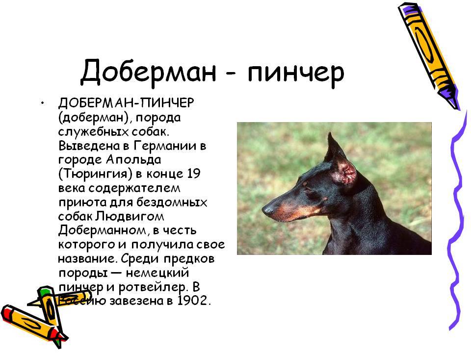 Доберман — порода собак — фото и описание породы, щенки, дрессировка, покупка. часть 1