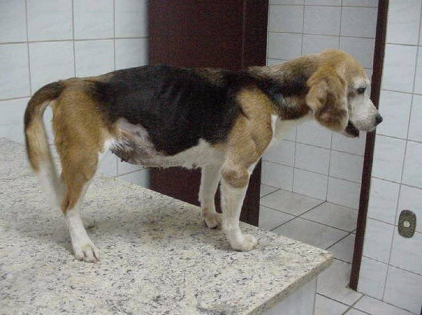 Лечение рвоты у собак - ветеринарная клиника vetstate