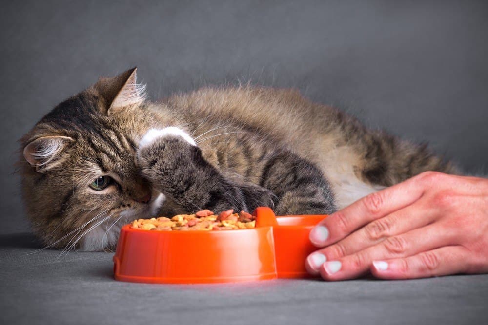 Почему кошки закапывают еду, миску с водой и как отучить от этого