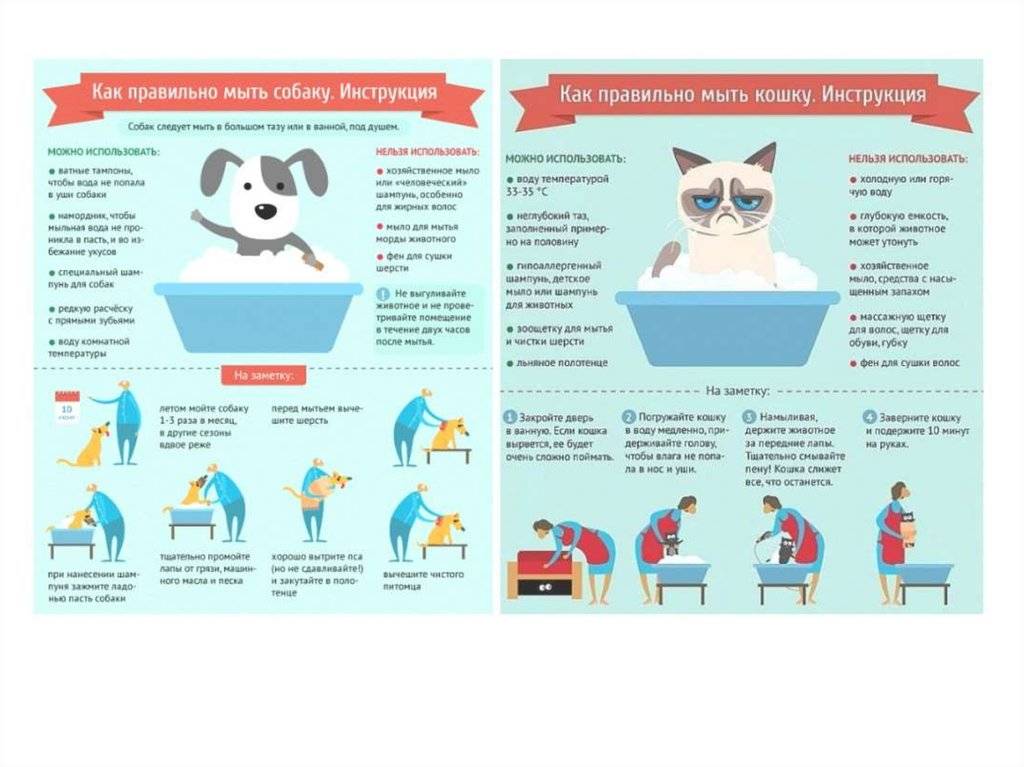 Как подготовить собаку к прививке