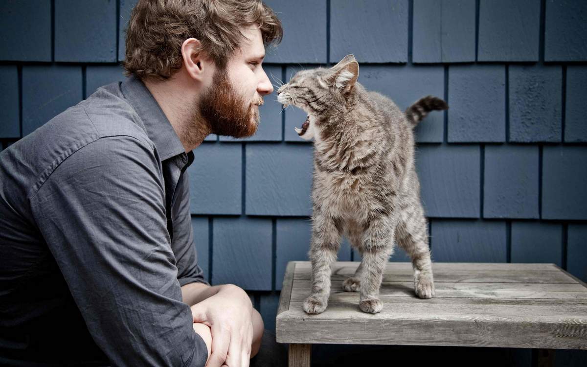 О чём думают кошки и что нам об этом известно – мнение натуралиста джона брэдшоу