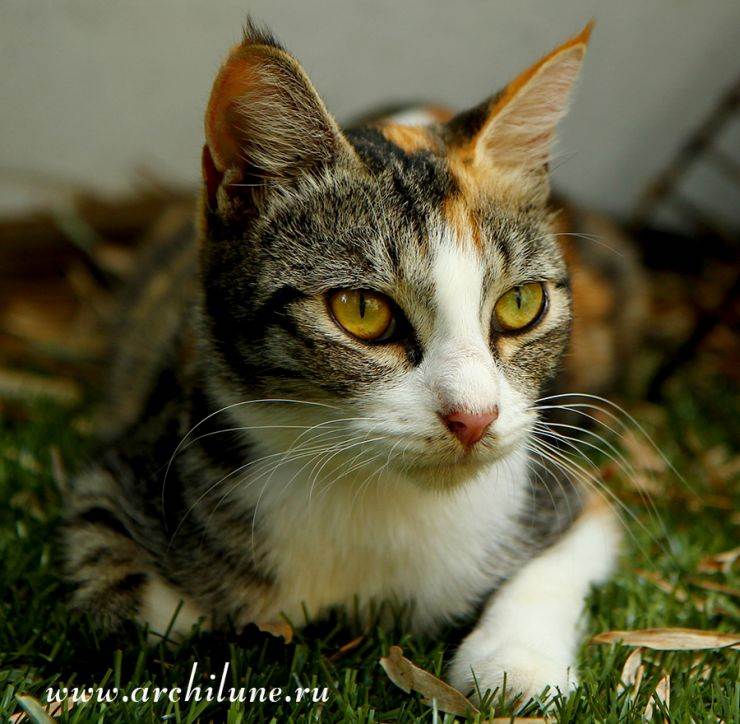 Приметы и суеверия о трёхцветных кошках