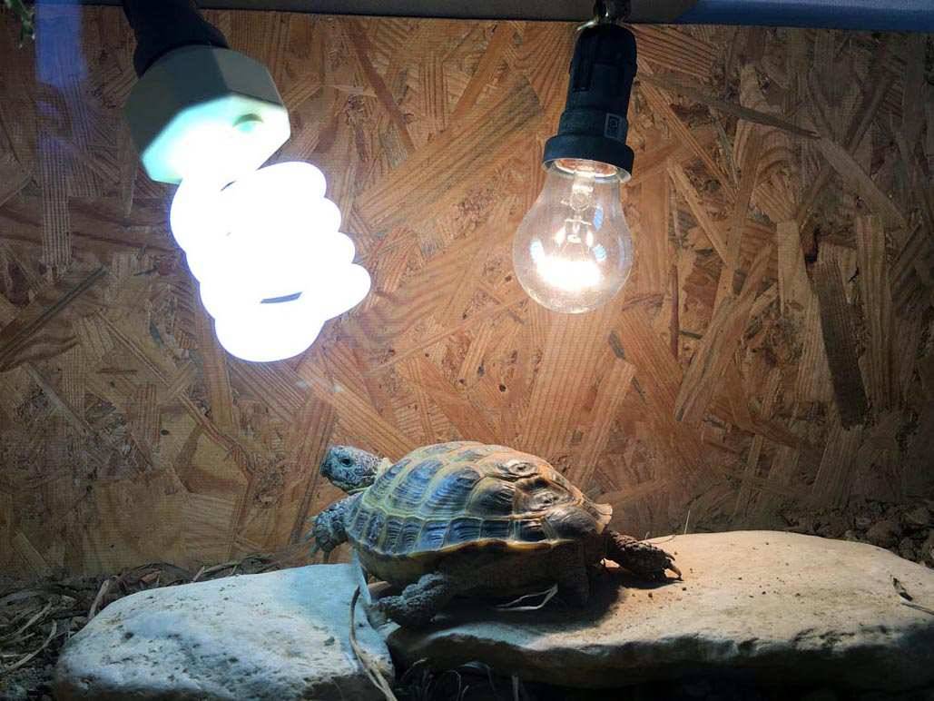 Освещение для красноухих черепах