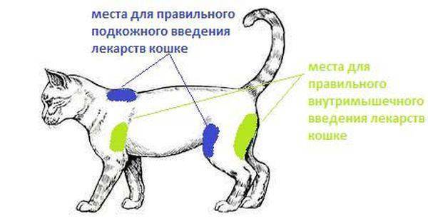 Глобфел-4 для кошек: инструкция по применению