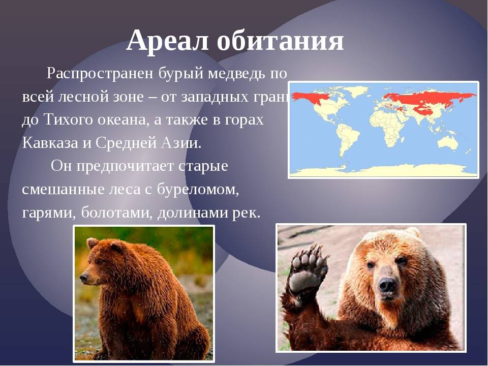 Бурый медведь - описание, среда обитания, образ жизни