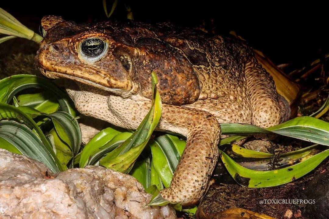 Жаба ага. фото аги, содержание жабы