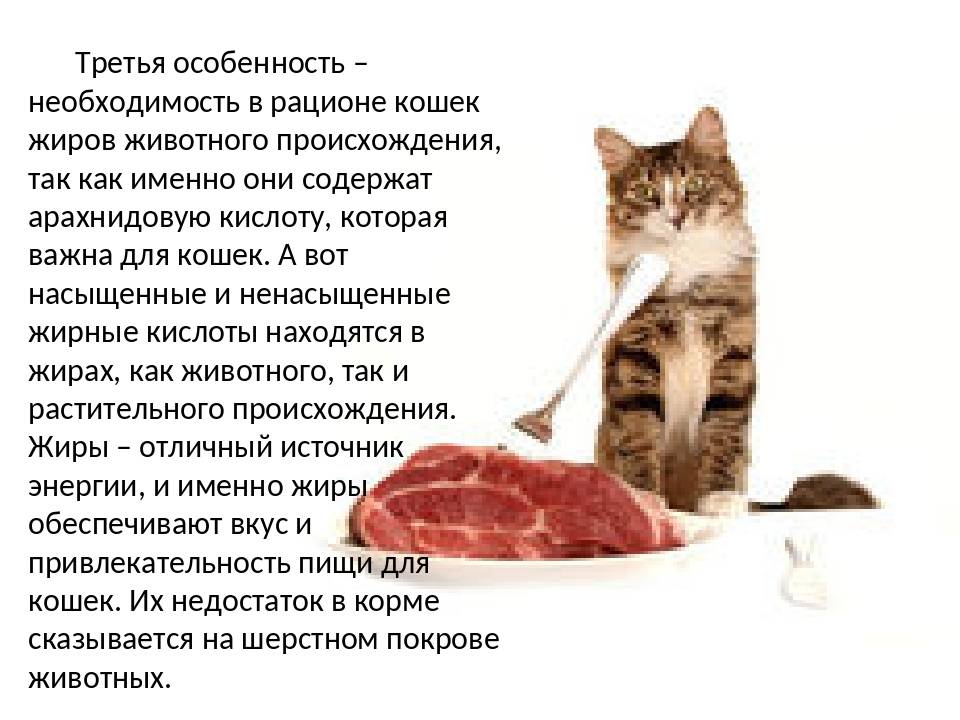 Как и чем правильно кормить котят и кошек