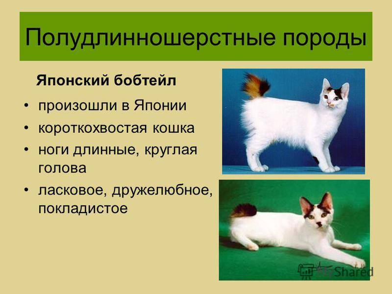 Анатолийская кошка: качественные фото, описание породы и уход за котятами.