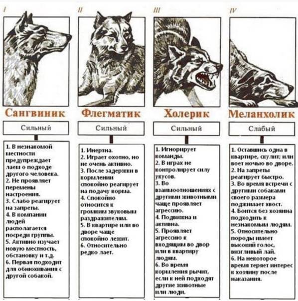 Собака аргентинский дог (13 фото): плюсы и минусы, характеристика породы, описание, характер