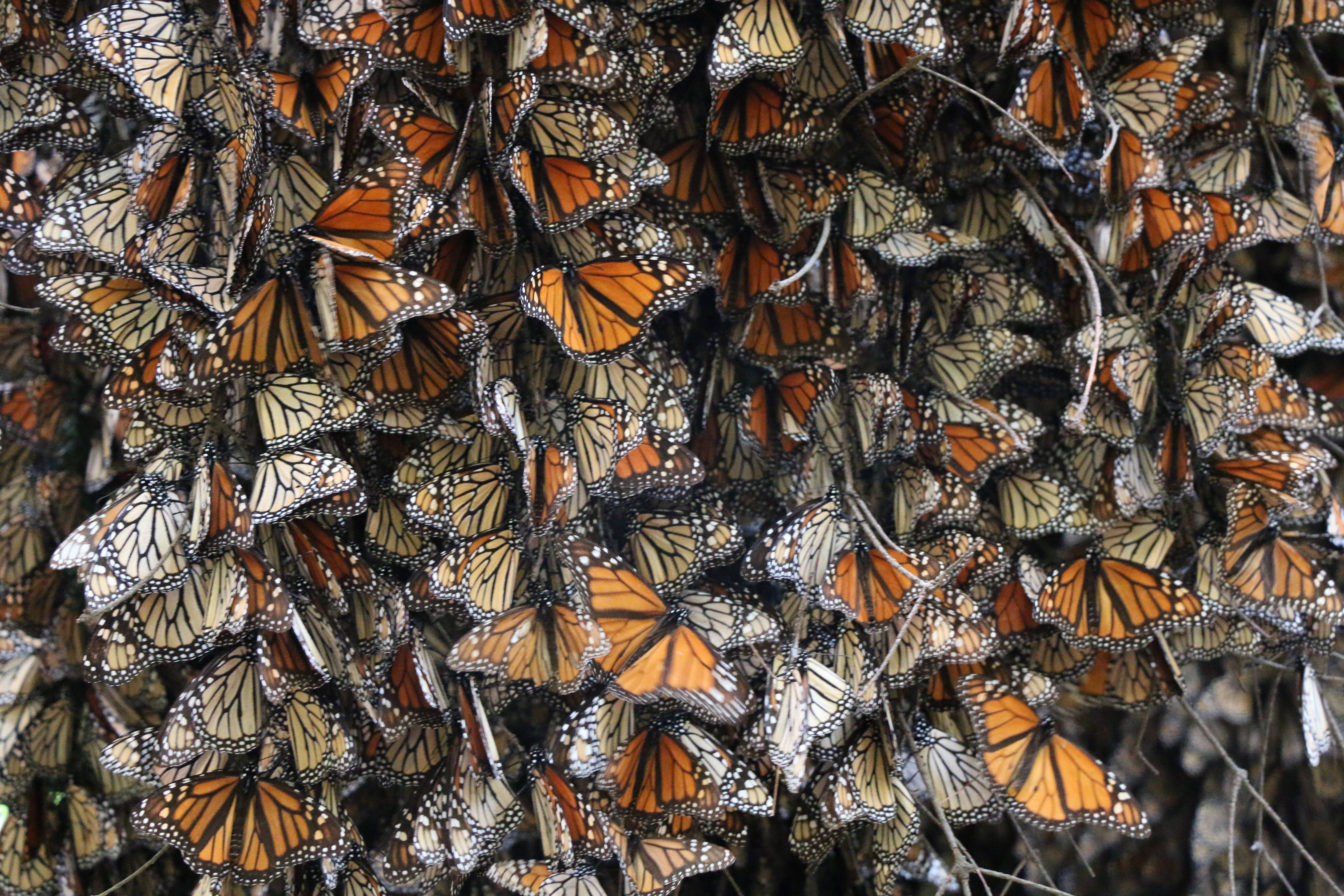 Разница между монархом и наместником бабочки - разница между - 2022