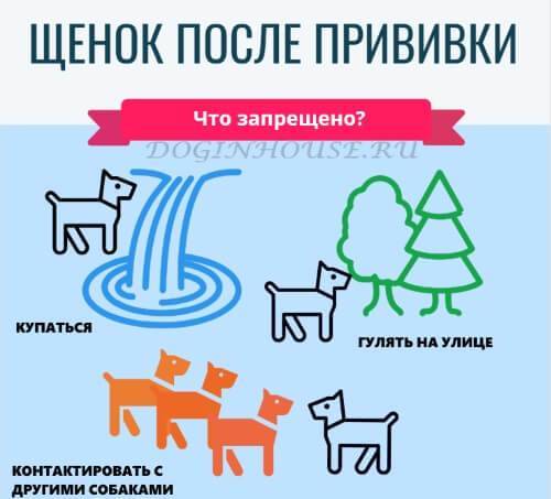Можно ли собакам гулять после прививки: особенности вакцинации щенков и взрослых псов