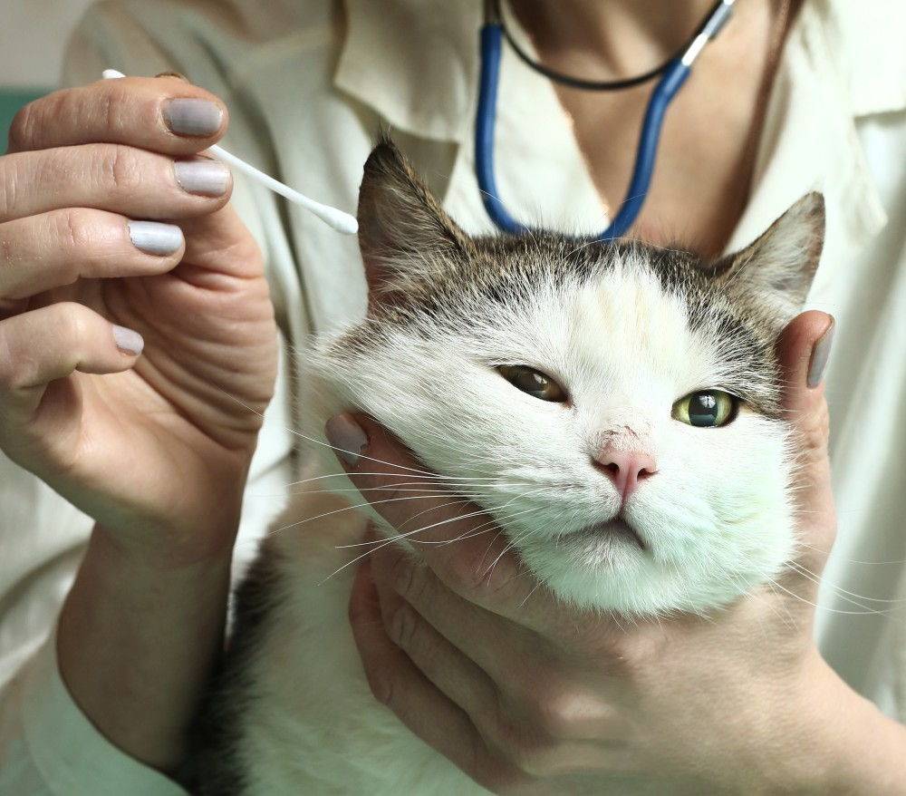 Болезни ушей у кошек - как лечить симптомы и причины заболеваний в домашних условиях (135 фото и видео)
