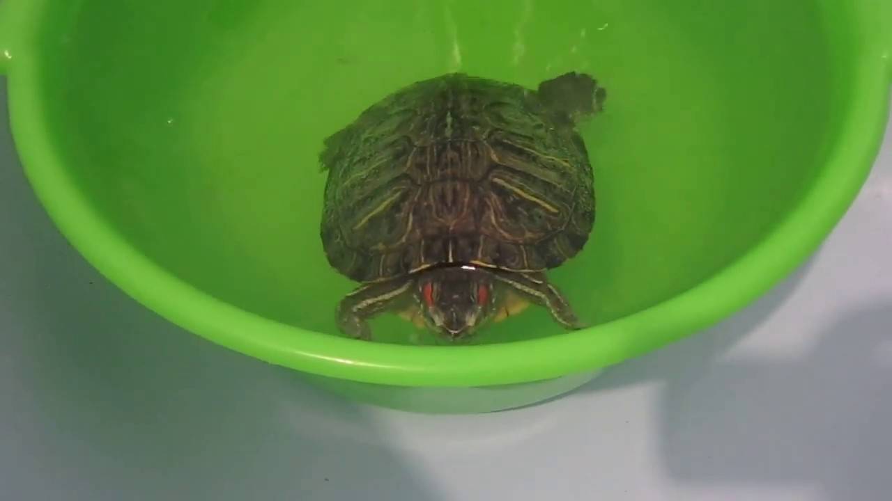 Как купать черепаху