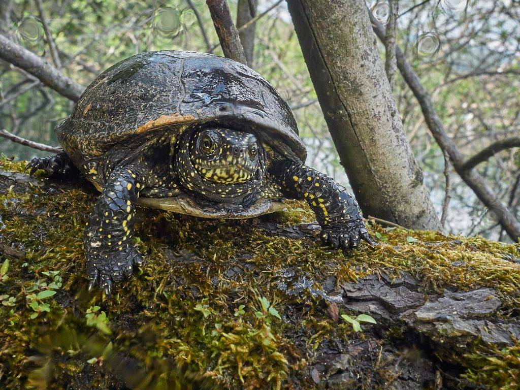 Европейская болотная черепаха есть ли шанс выжить? болотная черепаха в домашних условиях: чем кормить, как ухаживать