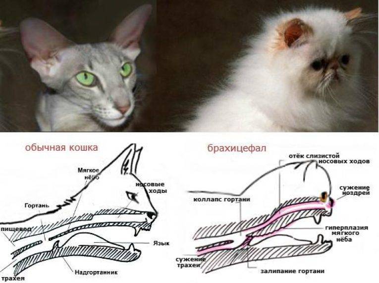 Сколько сосков должно быть у кошки и кота: особенности строения, нормальные показатели и отклонения от нормы