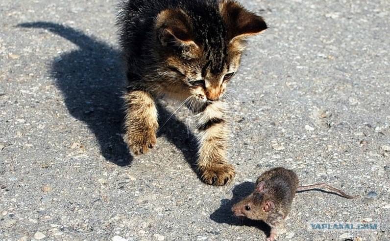 Примеры пород котов которые ловят крыс и мышей: варианты как определить охотника
