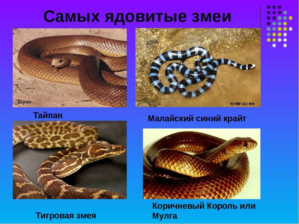 Виды змей. описания, названия и особенности видов змей | животный мир